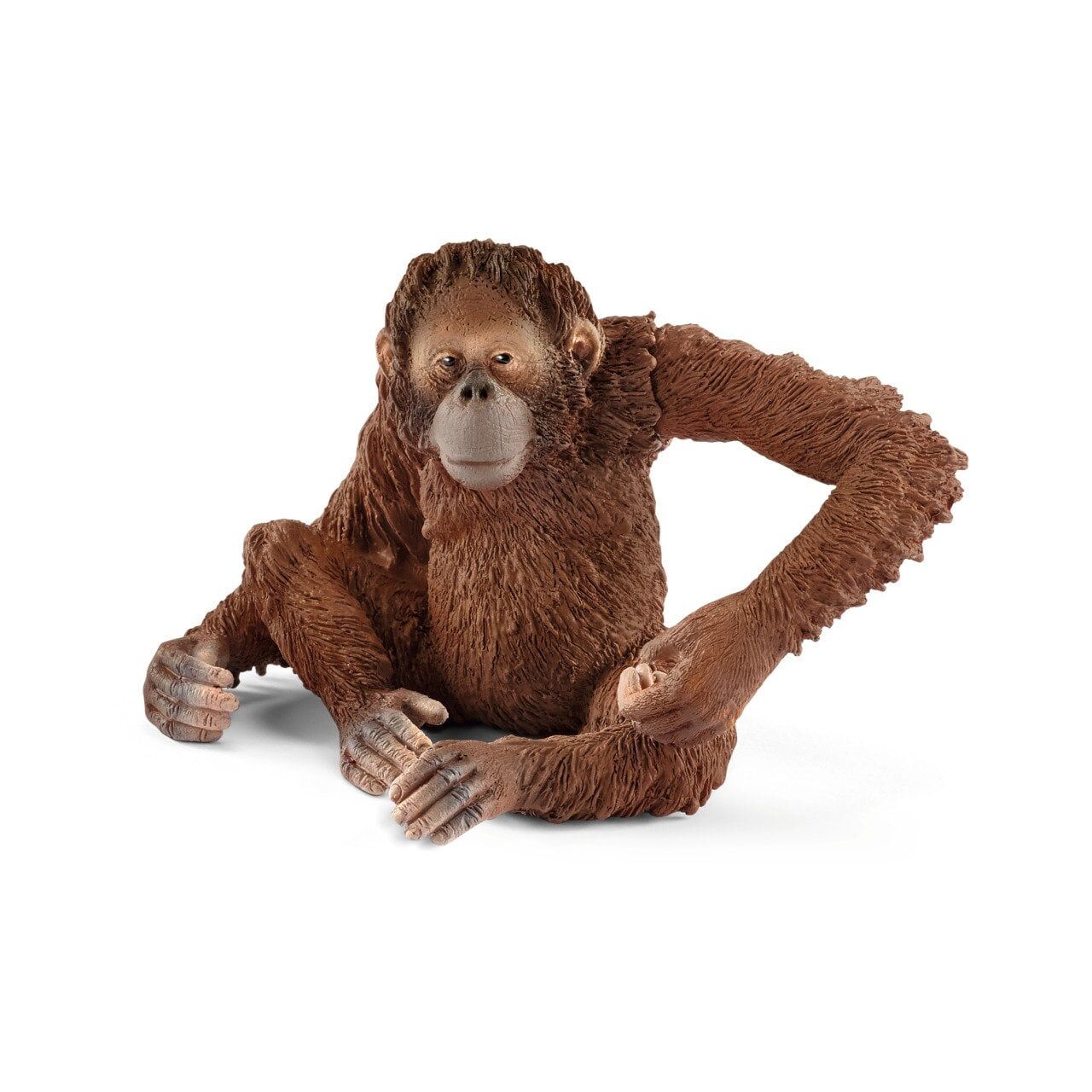 Dişi Orangutan (14775)
