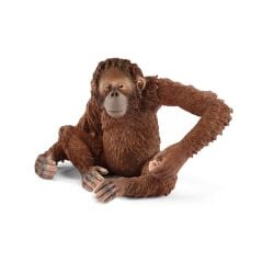 Dişi Orangutan (14775)