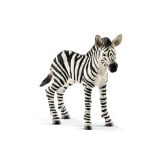 Yavru Zebra (14811)