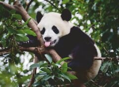 500 Parça Puzzle Panda (120003519)