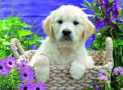 Ravensburger 500 Parçalı Puzzle Golden Retriever (148295)
