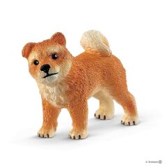 Shiba Inu (42479)