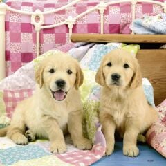 Ravensburger 3x49 Parçalı Puzzle Puppies-080656 (080656)