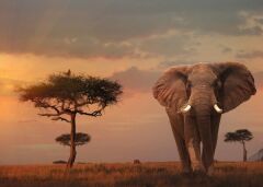 Ravensburger 1000 Parçalı Puzzle Elefant (151592)