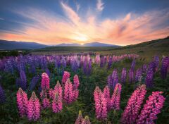 500 Parça Puzzle Acı Bakla Çiçekleri (174928)