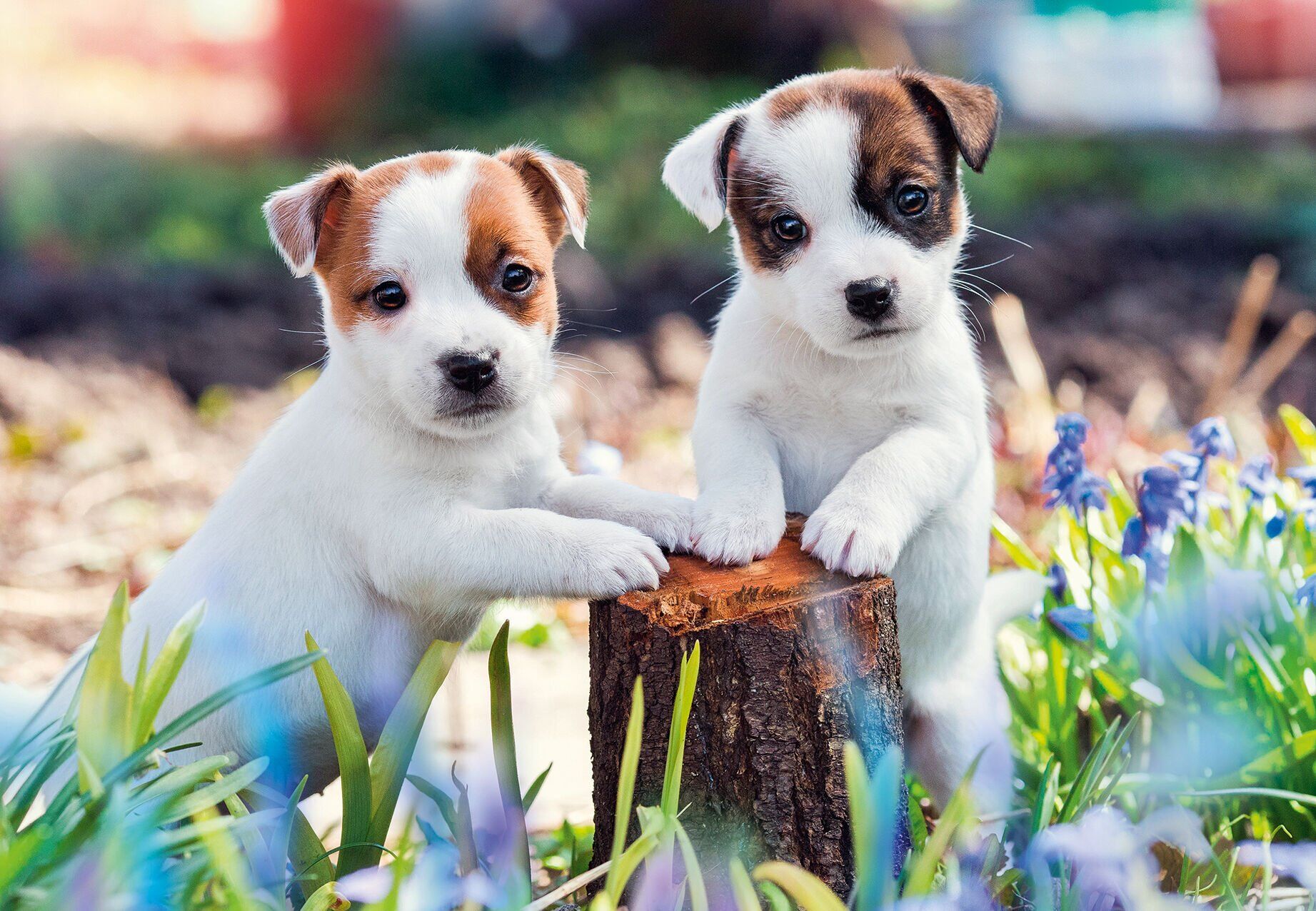 2x12 Parça Puzzle Yavru Köpekler (056361)