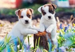 2x12 Parça Puzzle Yavru Köpekler (056361)