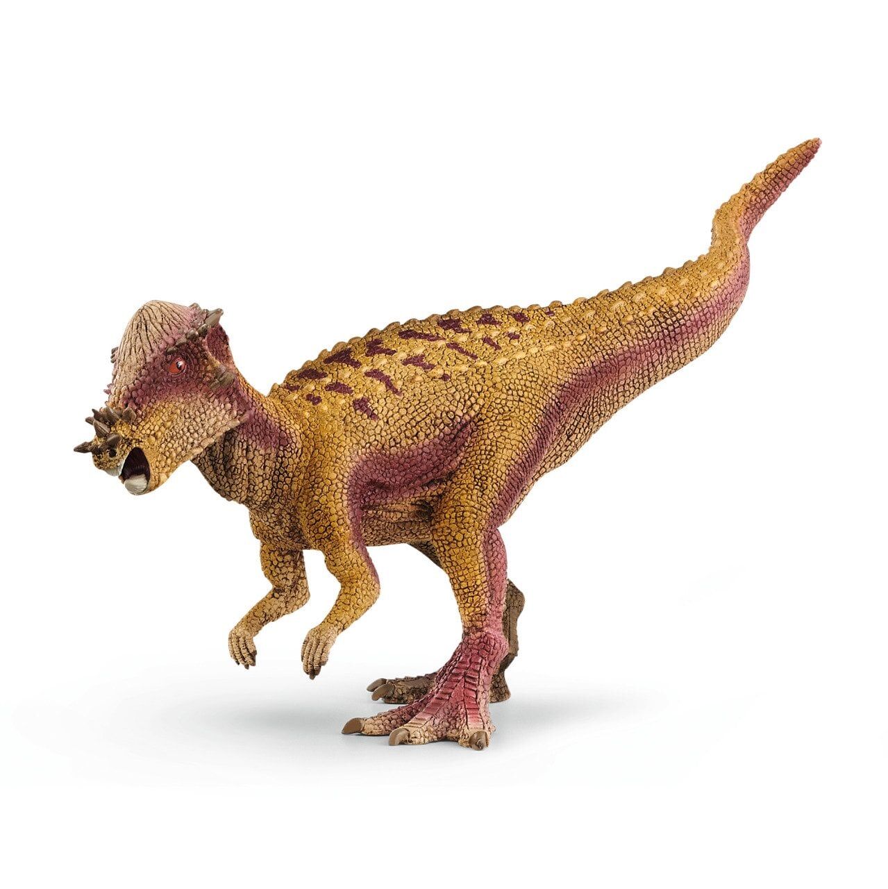 Pakisefalozorus (15024)