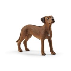 Rodezya Ridgeback Köpek (13895)