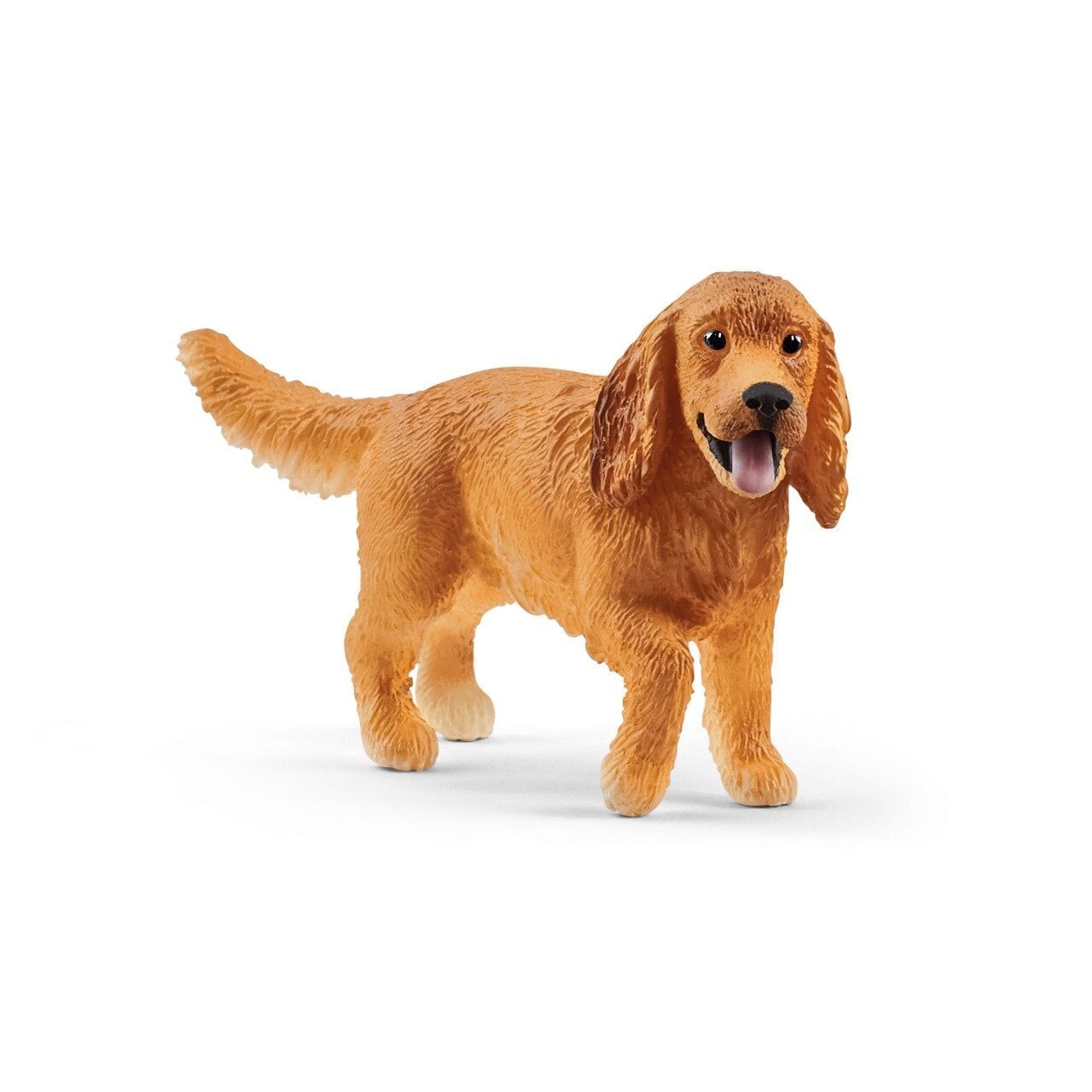 İngiliz Cocker Köpek (13896)