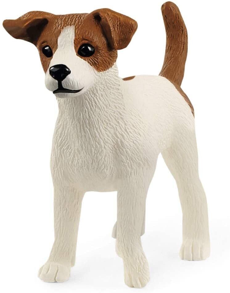 Jack Russell Teriyer (13916)