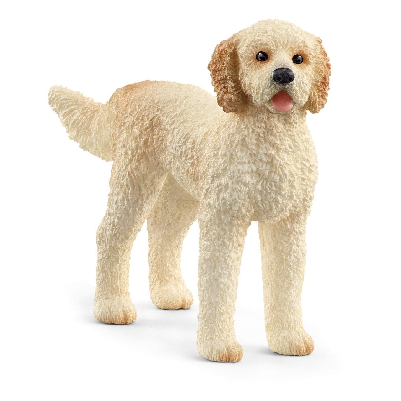 Goldendoodle (13939)