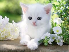 1500 Parça Puzzle Beyaz Kedi (162437)