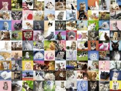 1500 Parça Puzzle 99 Kedi (162352)