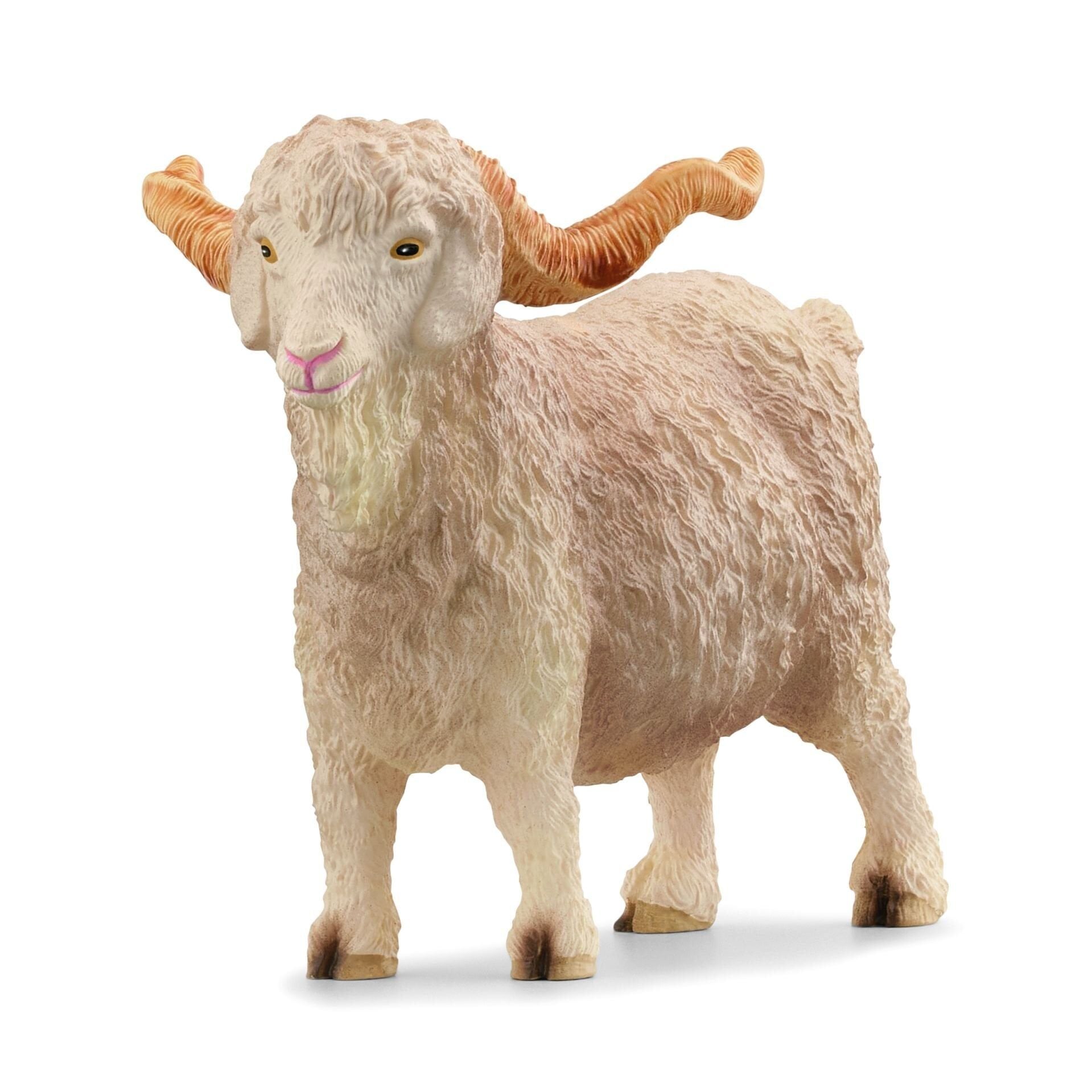 Angora Keçisi (13970)