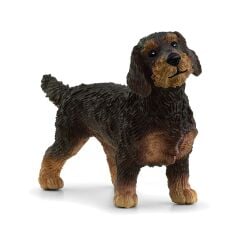 Tel Tüylü Dachshund (13972)