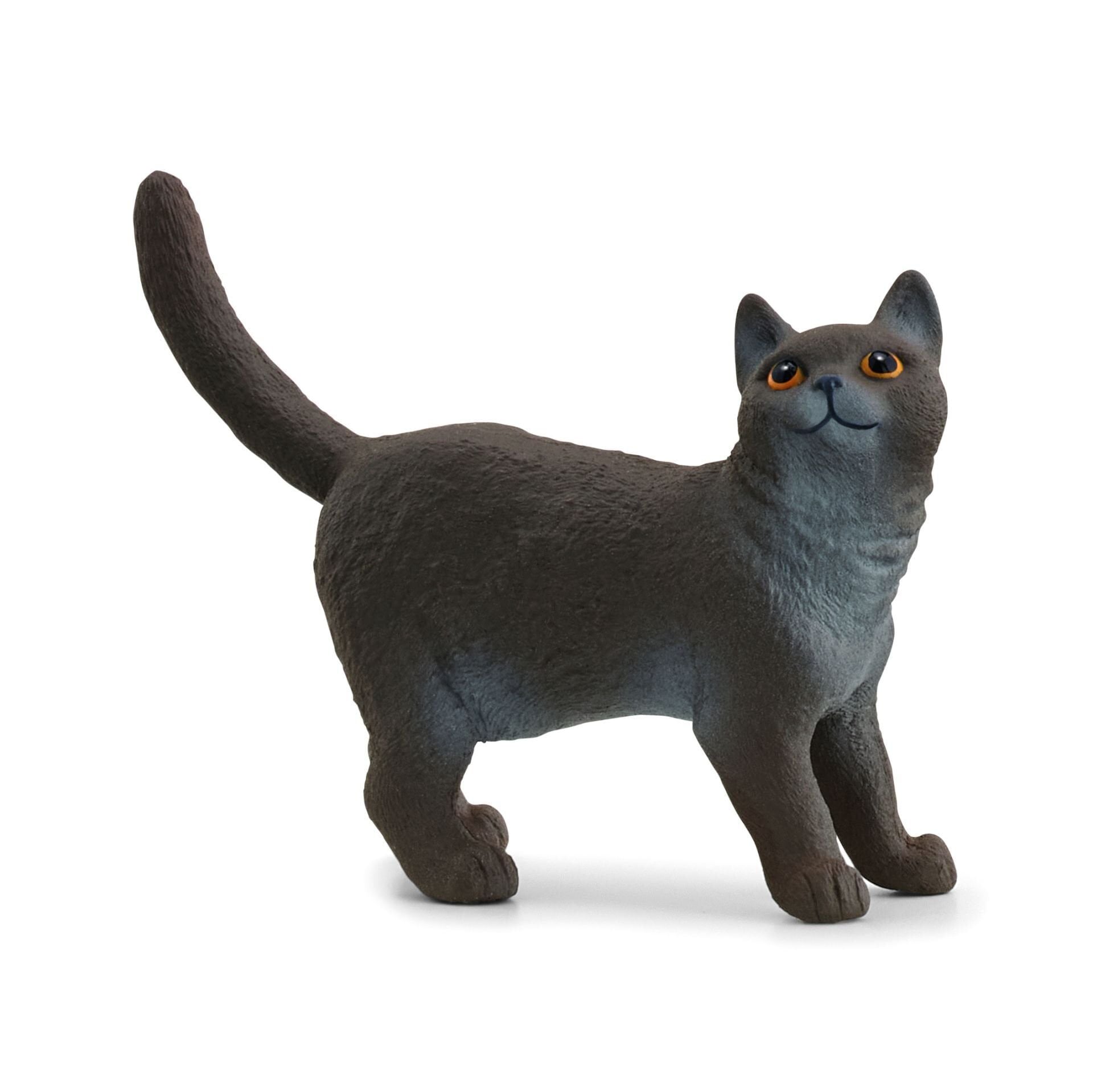 British Shorthair Kedi (13973)
