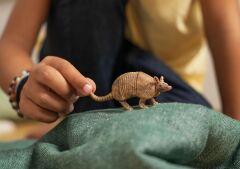 Armadillo (14874)