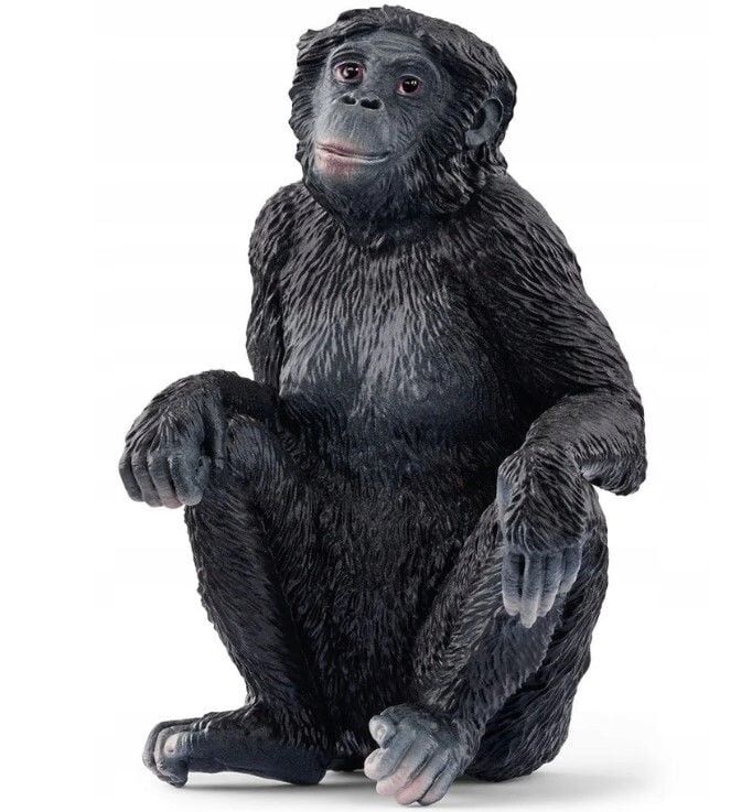Bonobo (17088)