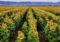 1000 Parçalı Puzzle Ayçiçekleri (152889)