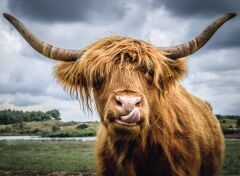 Ravensburger 300 Parçalı Puzzle Highland Cattle (132737)