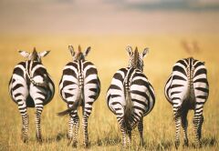 300 Parça Puzzle Zebra (133123)
