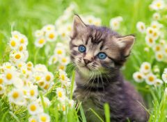 500 Parça Puzzle Kedi Fotoğrafı (120003670)