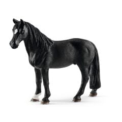 Tennessee W Beygir (13832)