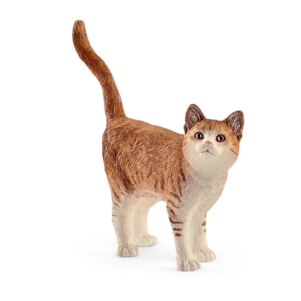 Kedi (13836)