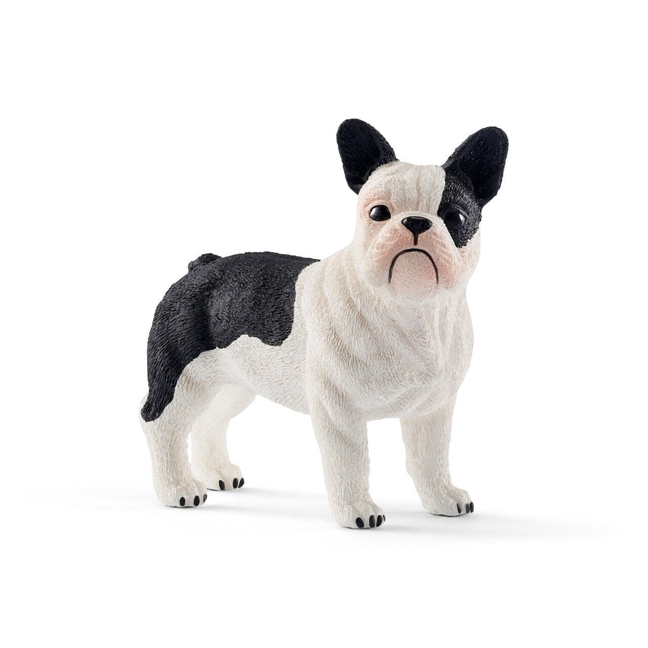 Fransız Bulldog (13877)