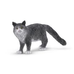 Maine Coon Kedi (13893)
