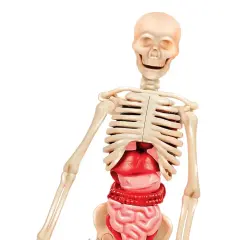 Clementoni Bilim ve Oyun - İnsan Anatomisi-  64297