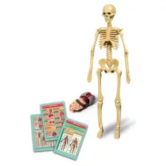 Clementoni Bilim ve Oyun - İnsan Anatomisi-  64297
